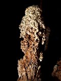 00395-1698 Popcorn Stalagmite in Wind Cave